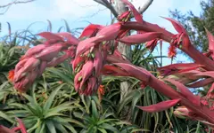 Copy of IMG_9467v.webp