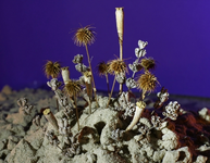 earthen_strangers_ii.webp