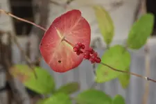 Geißblatt Frucht.webp