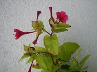 Unbekannt_2_IMG_5910.webp