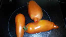 Tomate - Andenhorn 2.webp