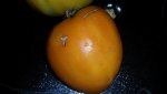 Tomate - Oranger Pfirsisch.jpg