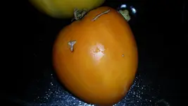 Tomate - Oranger Pfirsisch.webp