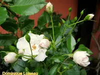 IMG_3415.webp