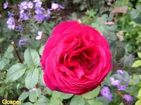IMG_3417.webp
