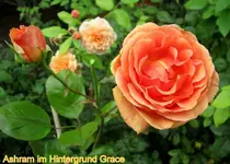 IMG_3420.webp