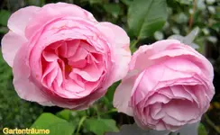 IMG_3421.webp