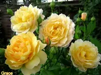 IMG_3423.webp