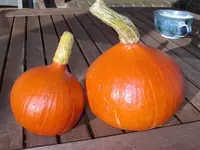 IMGP6989.webp