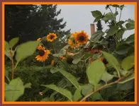 027.webp