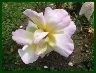 230.webp