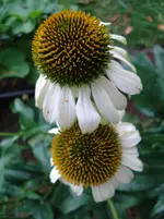 DSC03736.webp