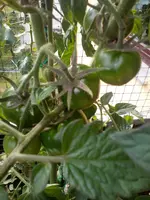 Black Krim.webp