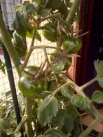 Black Krim1.webp