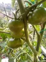Black Krim2.webp
