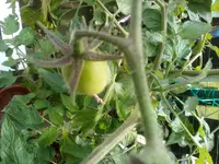 Plum Lemmon1.webp