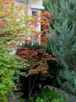 ahorn_in_nische.webp