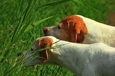 Giralda_India_vorstehend_pointing pheasants_640.webp