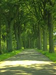 Eichenallee_Licht_Schatten_country road_500.JPG