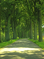 Eichenallee_Licht_Schatten_country road_500.webp