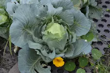 _DSC0010.webp
