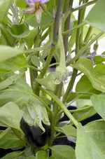 Aubergine.webp