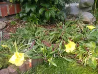 Nachtkerze.webp