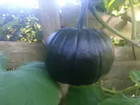 20140828_083231.webp