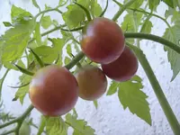 IMGP6992.webp
