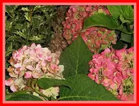 042.webp