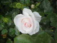SAM_5351.webp