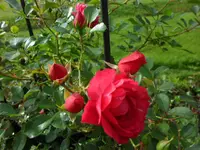 SAM_5341.webp