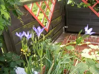 Kleiner Agapanthus 5.9.2014.webp