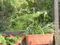 Kleiner Agapanthus2 5.9.2014.webp