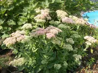 Großes Sedum 5.9.2014.webp