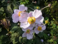 Herbstanemone 5.9.2014.webp