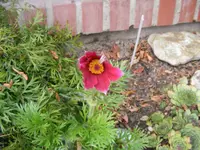Küchenschelle 2.9.2014.webp