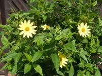 Lemon Queen 2 5.9.2014.webp