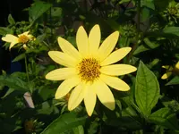 Lemon Queen 5.9.2014.webp