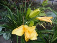 Taglilie 5.9.2014.webp