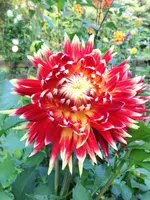 image.webp