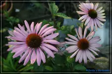 E. PowWow Wild Berry.webp