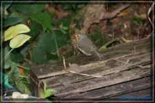 comp_DSC02213.webp
