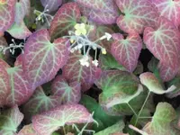 Bild 392.webp