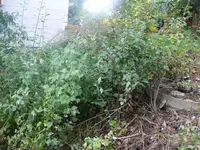 Pflaumenbaum ausgraben 0.webp