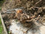 Pflaumenbaum ausgraben 5.JPG