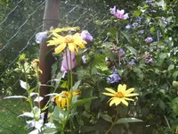 BILD3386.webp