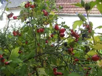 BILD3421.webp