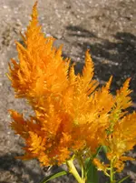 010.webp