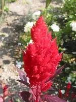 012.webp
